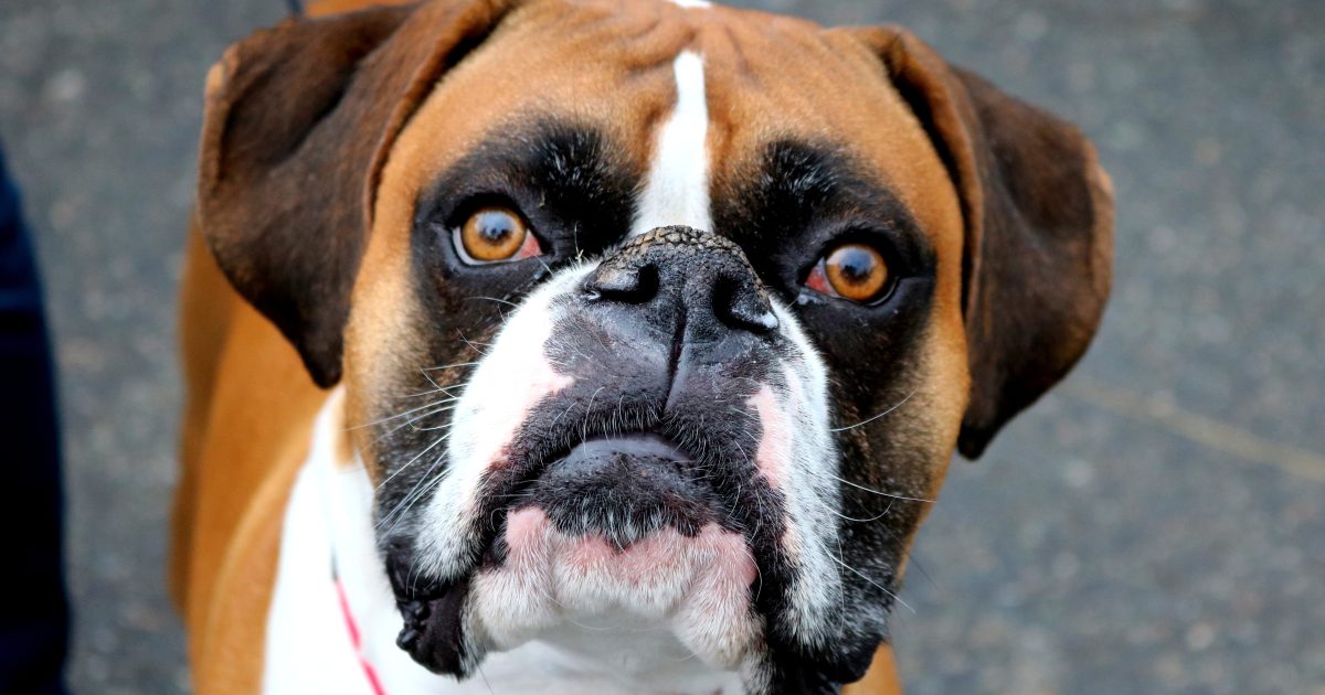 Off Leash Dog | Explore Kirkland